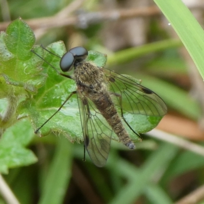 Chrysopilus sp. (genus) (A snipe fly) at Charleys Forest, NSW - 21 Dec 2023 by arjay
