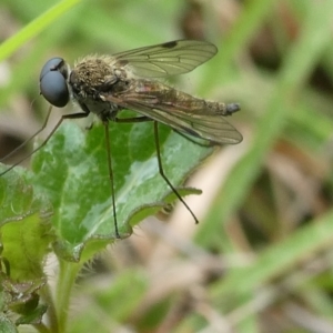 Chrysopilus sp. (genus) at QPRC LGA - 21 Dec 2023