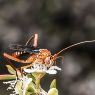 Lissopimpla excelsa (Orchid dupe wasp, Dusky-winged Ichneumonid) at Belconnen, ACT - 20 Dec 2023 by Roger