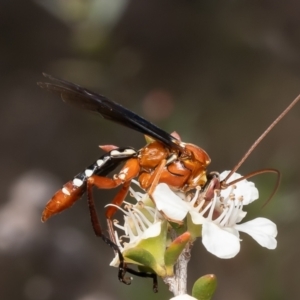 Lissopimpla excelsa at Aranda Bushland - 21 Dec 2023