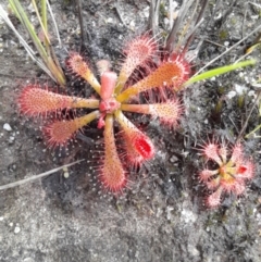 Drosera spatulata (Common Sundew) at Nadgee, NSW - 21 Dec 2023 by VanceLawrence