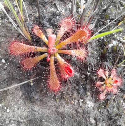 Drosera spatulata (Common Sundew) at Nadgee Nature Reserve - 21 Dec 2023 by VanceLawrence