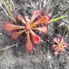 Drosera spatulata at Nadgee Nature Reserve - 21 Dec 2023