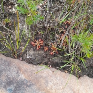 Drosera spatulata at Nadgee Nature Reserve - 21 Dec 2023 11:28 AM