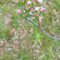 Centaurium sp. (Centaury) at Nadgee, NSW - 20 Dec 2023 by VanceLawrence