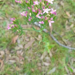 Centaurium sp. at Nadgee Nature Reserve - 21 Dec 2023