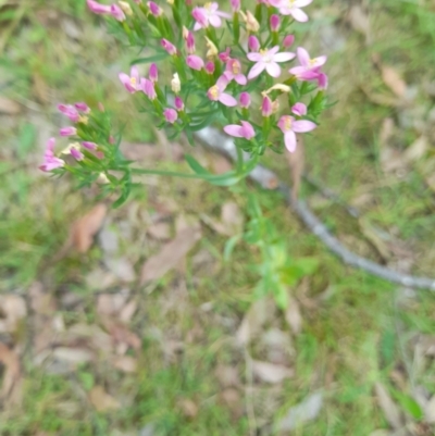 Centaurium sp. (Centaury) at Nadgee Nature Reserve - 21 Dec 2023 by VanceLawrence