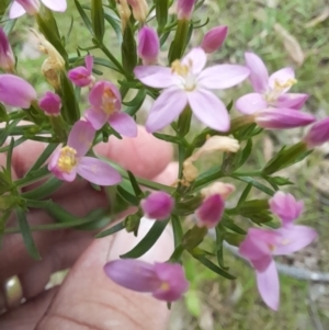 Centaurium sp. at Nadgee Nature Reserve - 21 Dec 2023