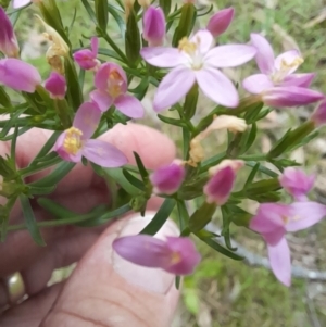 Centaurium sp. at Nadgee Nature Reserve - 21 Dec 2023