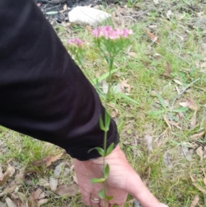 Centaurium sp. at Nadgee Nature Reserve - 21 Dec 2023