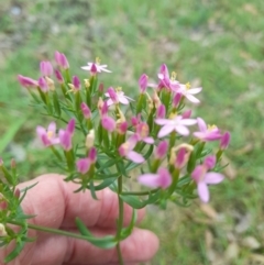 Centaurium sp. at Nadgee Nature Reserve - 21 Dec 2023