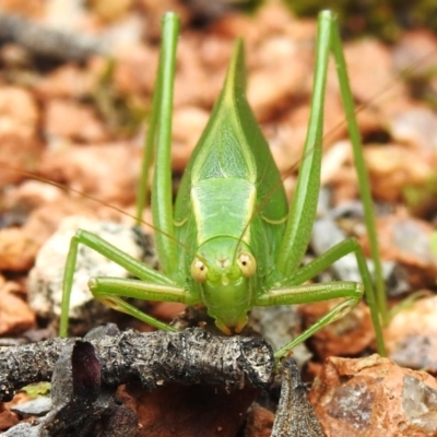 Caedicia simplex (Common Garden Katydid) at Wanniassa, ACT - 21 Dec 2023 by JohnBundock