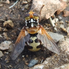 Microtropesa sp. (genus) (Tachinid fly) at Uriarra, NSW - 20 Dec 2023 by HelenCross