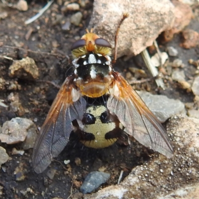 Microtropesa sp. (genus) (Tachinid fly) at Brindabella National Park - 20 Dec 2023 by HelenCross