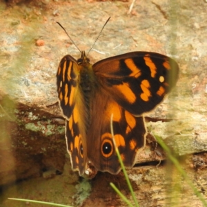 Heteronympha solandri at Namadgi National Park - 21 Dec 2023