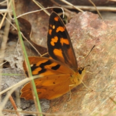 Heteronympha solandri at Namadgi National Park - 21 Dec 2023 12:44 PM