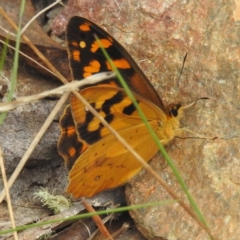 Heteronympha solandri at Namadgi National Park - 21 Dec 2023 12:44 PM