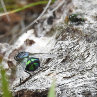 Rutilia (Chrysorutilia) sp. (genus & subgenus) (A Bristle Fly) at Namadgi National Park - 21 Dec 2023 by HelenCross