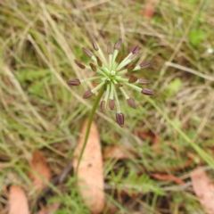 Oreomyrrhis eriopoda (Australian Carraway) at Cotter River, ACT - 21 Dec 2023 by HelenCross