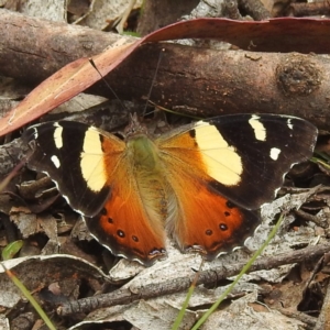 Vanessa itea at Namadgi National Park - 21 Dec 2023 12:52 PM