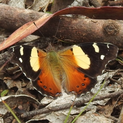 Vanessa itea (Yellow Admiral) at Cotter River, ACT - 21 Dec 2023 by HelenCross