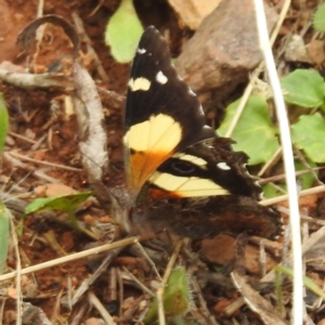 Vanessa itea at Namadgi National Park - 21 Dec 2023 12:52 PM