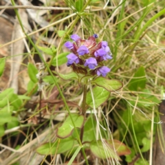 Prunella vulgaris (Self-heal, Heal All) at Namadgi National Park - 21 Dec 2023 by HelenCross