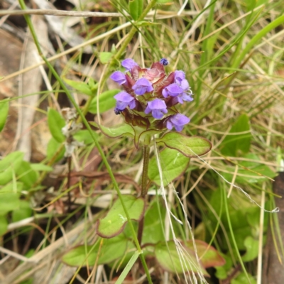 Prunella vulgaris (Self-heal, Heal All) at Cotter River, ACT - 21 Dec 2023 by HelenCross