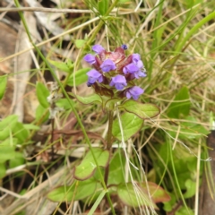 Prunella vulgaris (Self-heal, Heal All) at Cotter River, ACT - 21 Dec 2023 by HelenCross