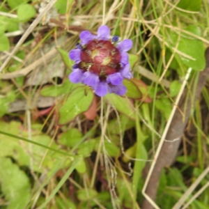 Prunella vulgaris at Namadgi National Park - 21 Dec 2023