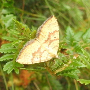 Chrysolarentia correlata at Namadgi National Park - 21 Dec 2023