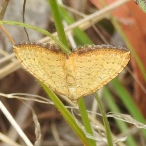 Chrysolarentia correlata at Namadgi National Park - 21 Dec 2023