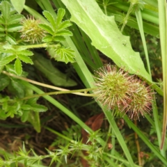 Acaena novae-zelandiae (Bidgee Widgee) at Cotter River, ACT - 21 Dec 2023 by HelenCross