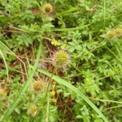 Acaena novae-zelandiae at Namadgi National Park - 21 Dec 2023 12:58 PM