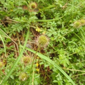 Acaena novae-zelandiae at Namadgi National Park - 21 Dec 2023