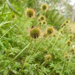 Acaena novae-zelandiae at Namadgi National Park - 21 Dec 2023