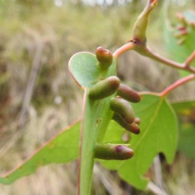 Unidentified Scale insect or Mealybug (Hemiptera, Coccoidea) at Namadgi National Park - 21 Dec 2023 by HelenCross