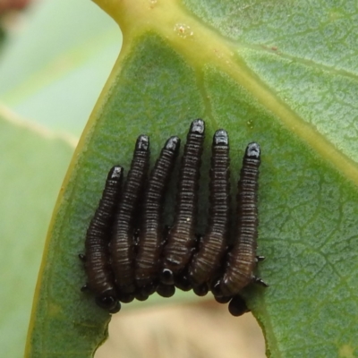 Perginae sp. (subfamily) (Unidentified pergine sawfly) at Cotter River, ACT - 21 Dec 2023 by HelenCross