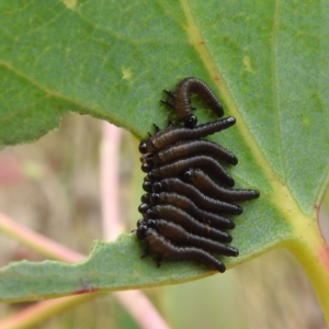 Perginae sp. (subfamily) at Namadgi National Park - 21 Dec 2023 01:00 PM