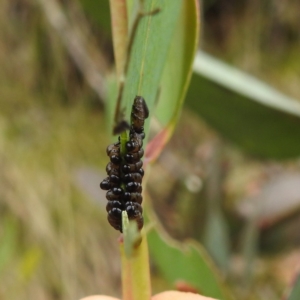 Perginae sp. (subfamily) at Namadgi National Park - 21 Dec 2023 01:00 PM