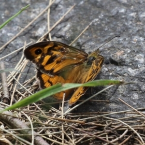 Heteronympha merope at Point Hut to Tharwa - 21 Dec 2023