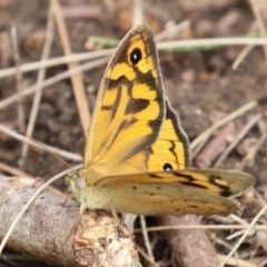 Heteronympha merope at Point Hut to Tharwa - 21 Dec 2023