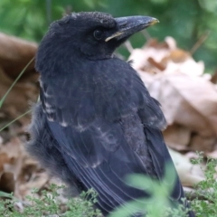 Strepera graculina (Pied Currawong) at Tuggeranong, ACT - 21 Dec 2023 by RodDeb