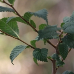 Ulmus procera at Point Hut to Tharwa - 21 Dec 2023