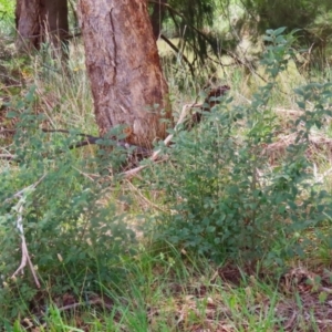 Ulmus procera at Point Hut to Tharwa - 21 Dec 2023