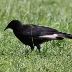Corcorax melanorhamphos (White-winged Chough) at Point Hut to Tharwa - 21 Dec 2023 by RodDeb
