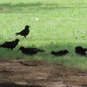 Corcorax melanorhamphos at Point Hut to Tharwa - 21 Dec 2023 11:40 AM