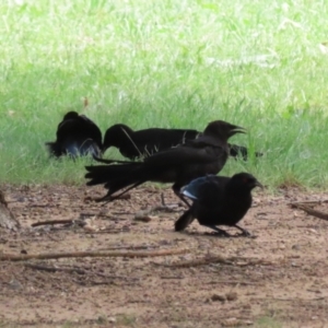 Corcorax melanorhamphos at Point Hut to Tharwa - 21 Dec 2023 11:40 AM