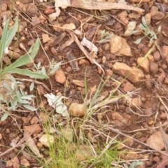 Swainsona sericea (Silky Swainson-Pea) at Red Hill Nature Reserve - 20 Dec 2023 by MichaelMulvaney