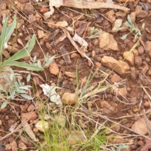 Swainsona sericea at Red Hill Nature Reserve - 21 Dec 2023